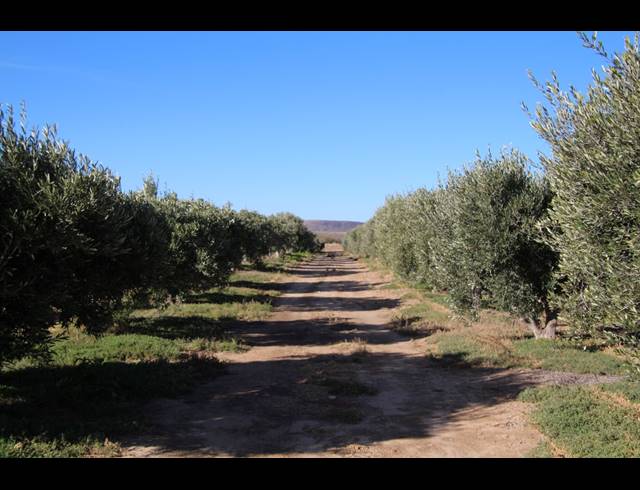 15HA FARM FOR SALE IN PRINCE ALBERT RURAL